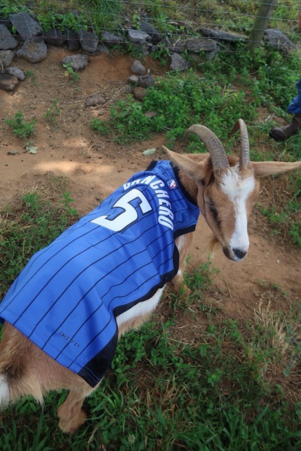 搞事？魔术官媒晒2头羊（GOAT）身穿班凯罗&小瓦格