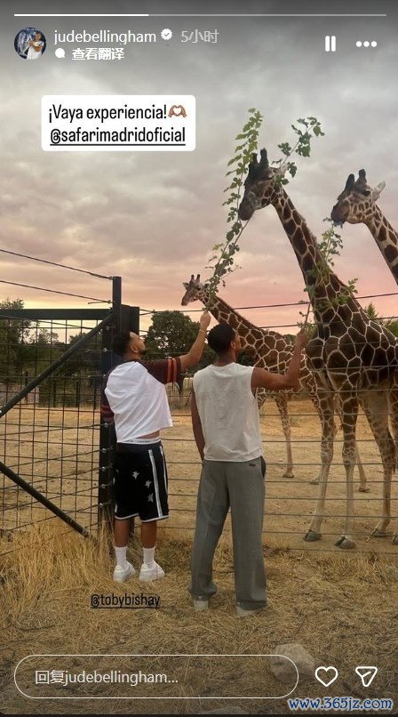 难得闲暇时光，皇马中场球员贝林厄姆社媒晒和长颈鹿互动照